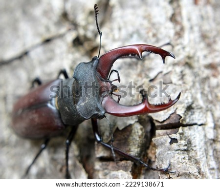 In the wild, a male stag beetle (Lucanus cervus) Royalty-Free Stock Photo #2229138671