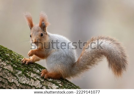 Eurasian red squirrel Sciurus vulgaris close up portrait. Beautiful background. Royalty-Free Stock Photo #2229141077