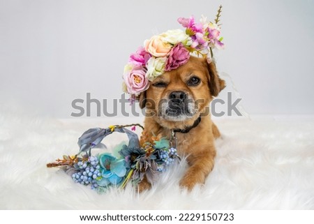 Cute dog wearing a pink flower crown