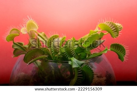 Carnivorous Venus Fly Traps (Dionaea muscipula) in terrarium. 
