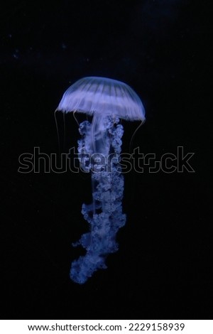 Jellyfish on a dark background               