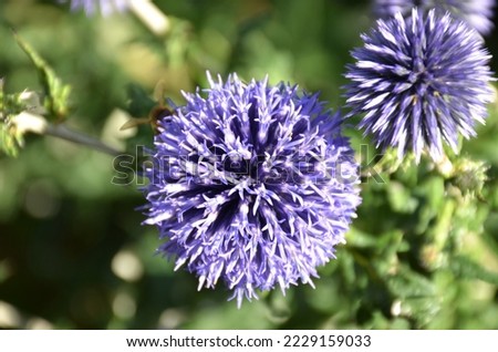 Close up: 2 blue thistle flowers with their silver green foliage, top view.
