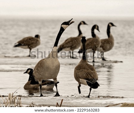 Canada Geese on ice water in the springtime with falling snow in their environment and habitat surrounding. Goose.