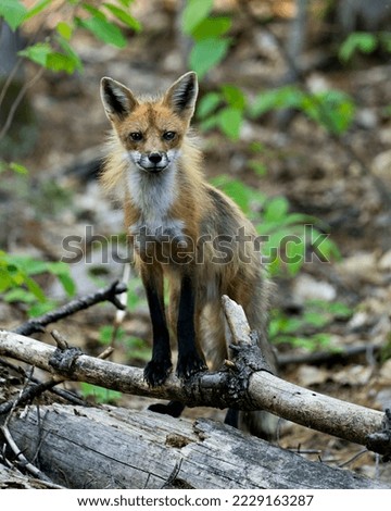 Red Fox standing on a branch and looking at camera with a blur forest background in its environment and habitat. Picture. Photo. Portrait. Fox Image.