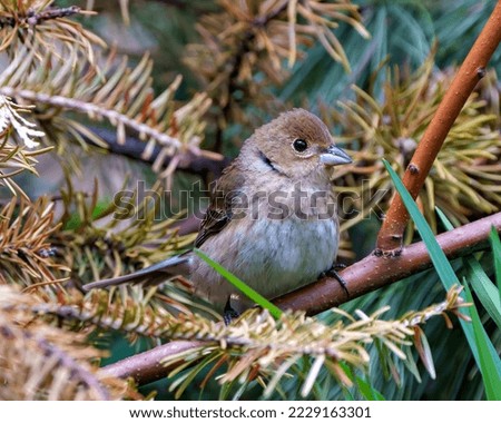 Sparrow close-up perched on a branch with a blur coniferous background in its environment and habitat surrounding. Coniferous trees. House Brown Sparrow Photo. 