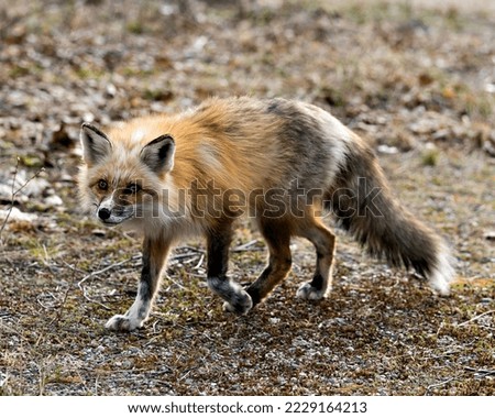 Red unique fox close-up profile side view in the spring season in its environment and habitat with blur background displaying white mark paws, unique face, fur, bushy tail.  Fox Image.