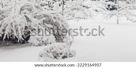 Snowy plants lit by the sun, winter blurred nature background. Forest fern plant under snow and hoarfrost closeup. Garden under the first snow