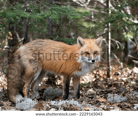 Red fox close-up profile side view in the spring season with moss and brown leaves on ground displaying fox tail, fur, in its environment and habitat with a spruce branches background. Fox Image. 