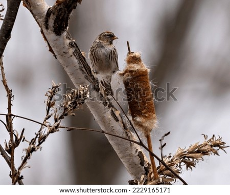 Red poll Finch close-up profile view in the winter season perched on a birch branch and cattail with a blur background in its environment and habitat surrounding.