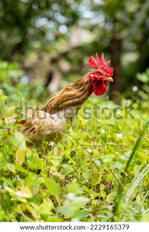 An upright picture of a rooster in Thailand, roaming free. 