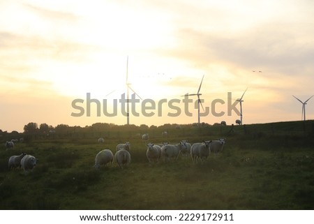 Lovely sheeps outdoors during sunset with wind mills on the background in the Netherlands
