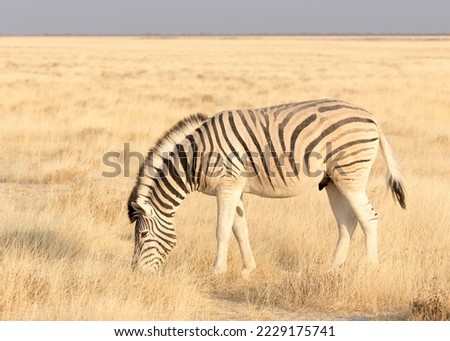 A picture of a zebra in Namibia park