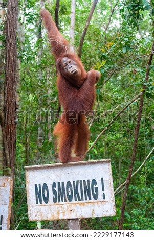 Funny wild orangutan with No smoking sign in Borneo