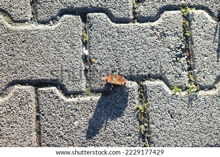 on the paving stones is a butterfly