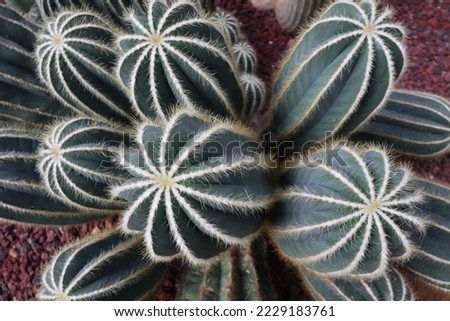 Star shapes, circle long cactuses, sharp skins, made this flora gorgeous.
