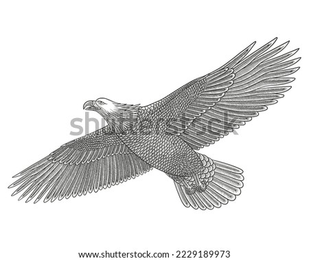 	
Bald eagle flying. Vector vintage Engraving drawing style Illustration