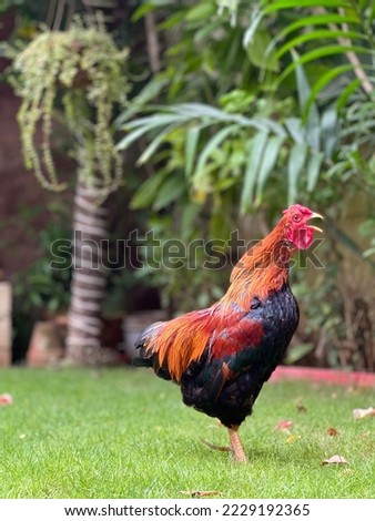 Gold partridge Wyandotte fancy hen cock rooster crowing in grass and plants