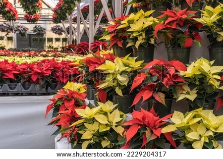 Colorful red and yellow poinsettias on display in greenhouse blooming in time for the Christmas holiday season.
