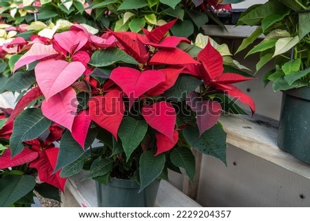 Beautiful red and pink poinsettias on display in greenhouse blooming in time for the Christmas holiday season.