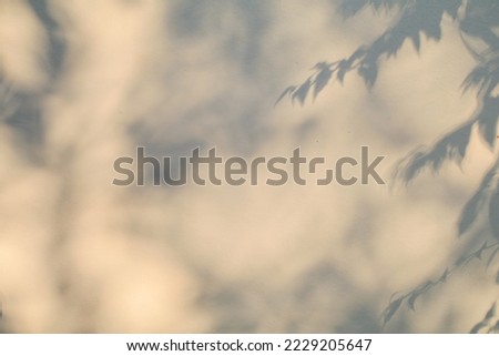 Leaves tree branch shadows and sunlight on white concrete wall texture for background and wallpaper. Natural light effects