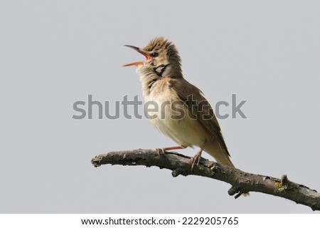 Great Reed Warbler (Acrocephalus arundinaceus) Royalty-Free Stock Photo #2229205765