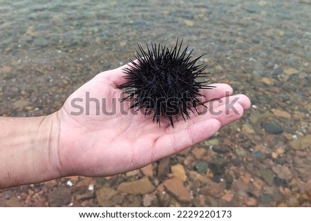 Black sea urchin on a man's palm against the background of the sea,close-up