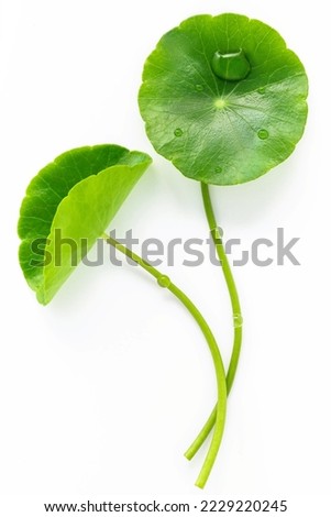 Close up centella asiatica leaves with rain drop isolated on white background top view. Royalty-Free Stock Photo #2229220245