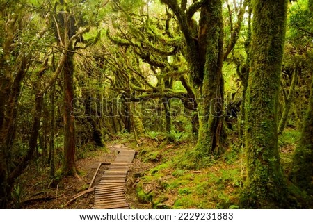 Pouakai track through native forest, Mt. Taranaki, New Zealand Royalty-Free Stock Photo #2229231883
