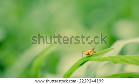 Close-up of small cricket on green grass in morning, Wonderful young little grasshopper, Nature blurred background, Colorful insect photo. Royalty-Free Stock Photo #2229244199