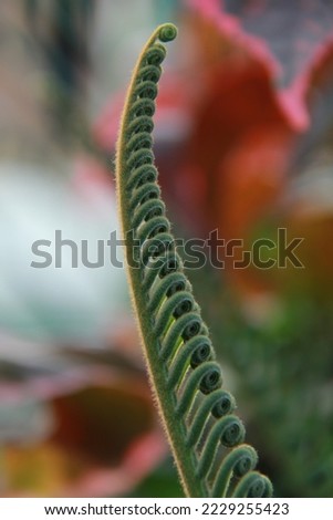 new shoots of newly blooming tropical plant ferns