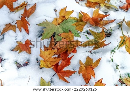 Beautiful autumn maple and ash leaves in the snow