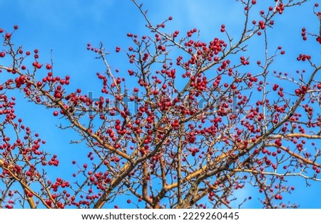 Red fruit of Crataegus monogyna, known as hawthorn or single-seeded hawthorn ( may, mayblossom, maythorn, quickthorn, whitethorn, motherdie, haw ). Branch with Hawthorn berries in garden. Royalty-Free Stock Photo #2229260445