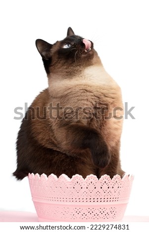A beautiful playful Siamese cat in a pink basket stuck out his tongue.