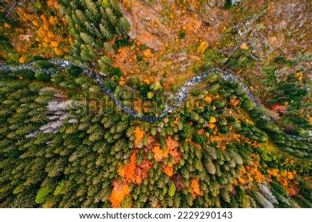 Aerial top view of green autumn trees in forest in Slovakia. Drone photography. Rainforest ecosystem and healthy environment concept. Mountain river 

