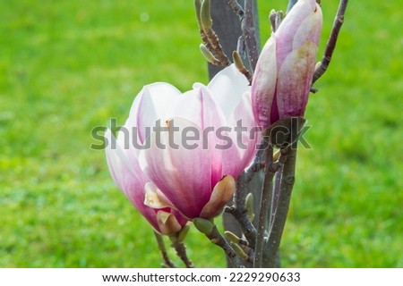 close-up: purple magnolia liliiflora blossom with pale purple and white full-blown flower captured sidewise
