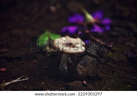 Closeup Mushroom picture in the Wild