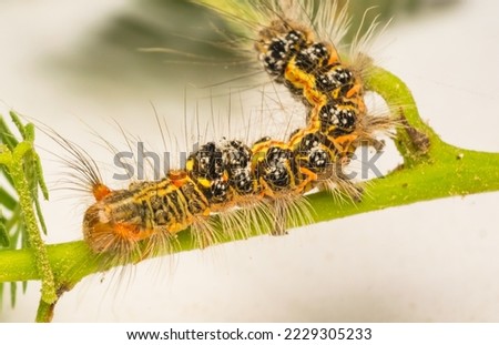 Close up image of yellow tail moth larvae sitting on green leaves with white background and selective focus. 