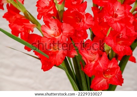 Red Gladioli flower bouquet. Floral wallpaper, Gladioli greeting card Royalty-Free Stock Photo #2229310027