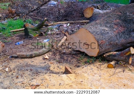 Abstract Defocused Blurred Background pieces of sawn wood and tree debris in the Cikancung area - Indonesia. Not Focus