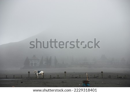 Thick foggy mountain, temple and a white horse in Mount Bromo, Bromo Tengger Semeru National Park, East Java, Indonesia