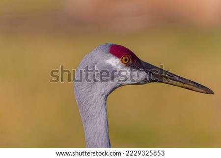 The sandhill crane(Antigone canadensis) . Native American bird a species of large crane of North America, head detail.