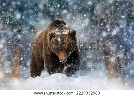 Close-up brown bear in winter forest. Danger animal in nature habitat. Big mammal. Wildlife scene Royalty-Free Stock Photo #2229332983
