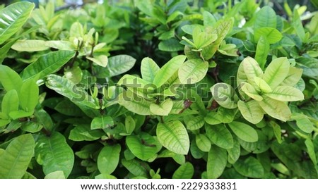 fresh green leaves of Soka Hawai or Ixora Acuminata. Can be use for background.