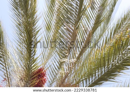 Phoenix canariensis (the Canary Island date palm or pineapple palm) is a species of flowering plant in the palm family Arecaceae, native to the Canary Islands off the coast of Morocco.