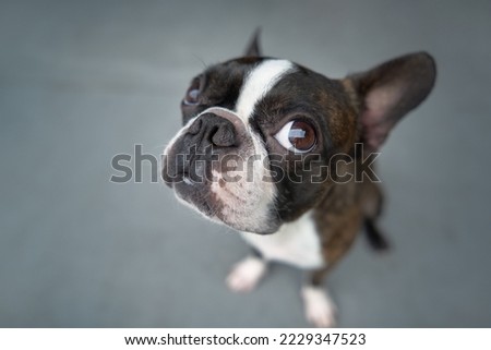 Portrait boston terrier pure breed soft grey background fisheye closeup