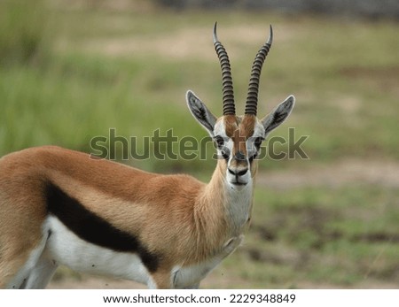 close up of a Thomson's gazelle Royalty-Free Stock Photo #2229348849