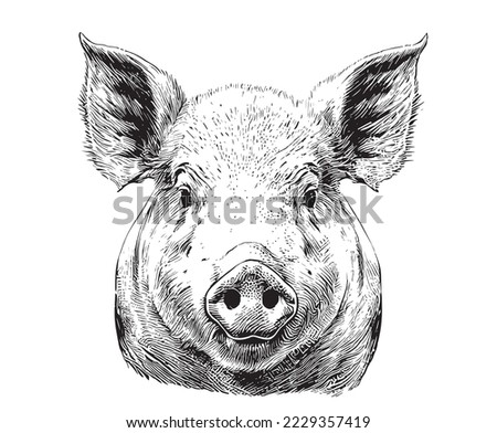 Piglet portrait hand drawn sketch Farming and livestock Vector illustration. Royalty-Free Stock Photo #2229357419