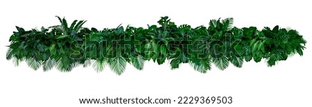 Tropical leaves of Asia Panorama isolated on white background,clipping path included.