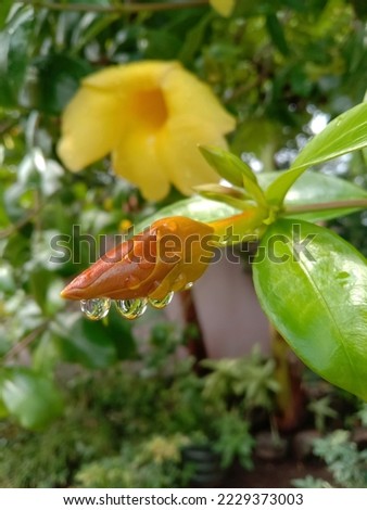 Allamanda flower buds (Allamanda Cathartica) with water drops in the morning. Selective focus.