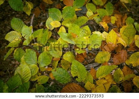 Forest with trees in autumn, trees and branches with leaves autumn tones